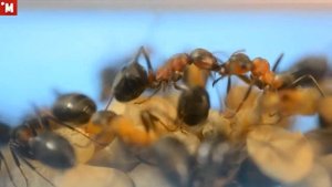 Рыжие лесные муравьи живут в формикарие