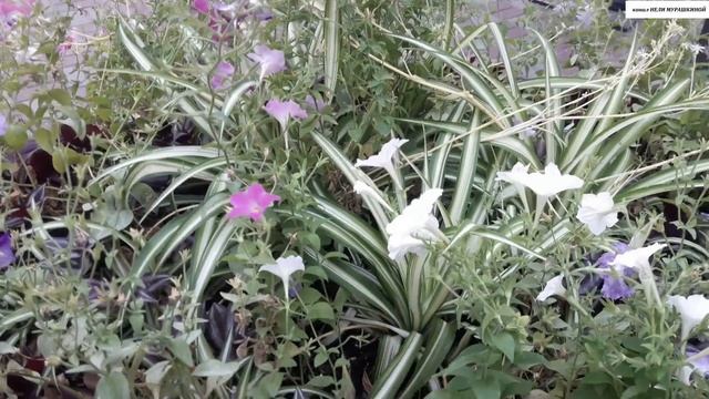 ТРАДЕСКАНЦИЯ. Практические советы по уходу, основанные на личном опыте.