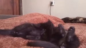 Черные котята играют на диване