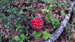 Земляника в лесу. Собираю землянику лесную. Открыл сезон сбора лесной ягоды