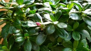 Азалия штамбовая: бутоны набирают цвет