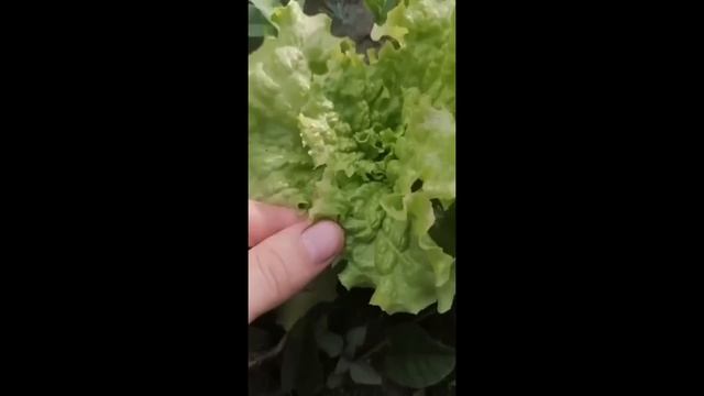 ВЕЖЛИВЫЙ САДОВОД ?