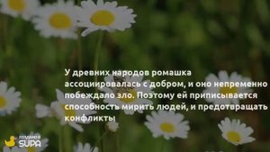 Интересные факты о ромашках