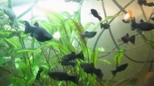 МОЛИНЕЗИЯ ИЗМЕНЧИВАЯ РЫБКА