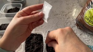 ГЕЛИОТРОП посев, особенности, опыт и советы от Анжелики