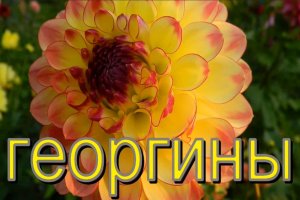 Георгин королевский цветок