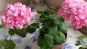 МОИ КОМНАТНЫЕ ЦВЕТЫ 11 05 2023г #комнатныерастения #цветы #комнатныецветы