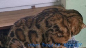 Бенгалы, Год тигра . Skyey Gift. Питомник бенгальской кошки, бенгальские котята из питомника