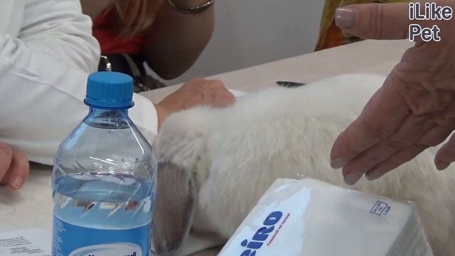 Кролик вислоухий баран на ilikepet. Особенности породы, уход