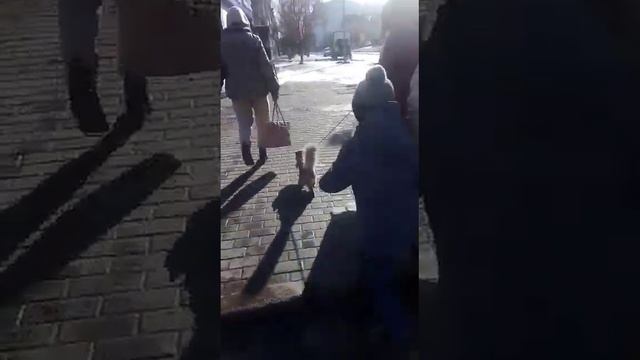ВЕСНА. МАРТ. Мартовский кот или кошка на прогулке ! Значит точно, Весна пришла )))))