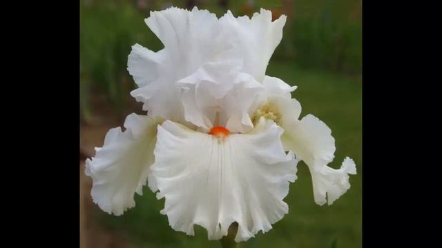 #Многолетники32 #Ирисы бородатые7 #Цветы для сада и бизнеса от Ольги Шевчук смотреть онлайн