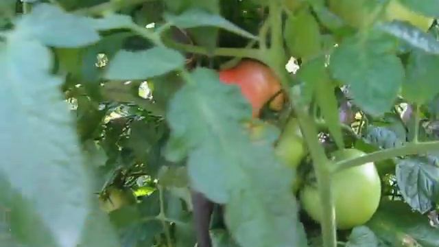 Помидоры - деревья на семена смотреть онлайн