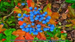 Магония падуболистная (mahonia aquifolium) — все о размножении кустарника