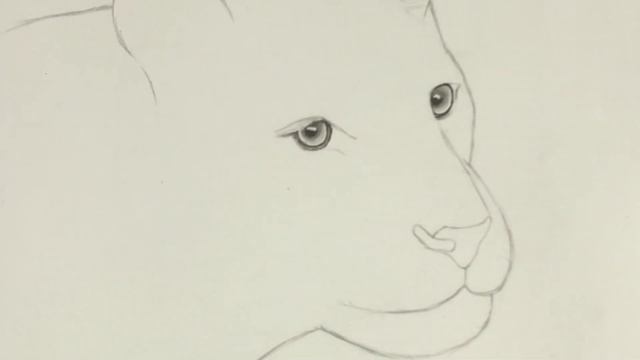 How to draw a tiger face easy step by step || tiger drawing tutorial смотреть онлайн