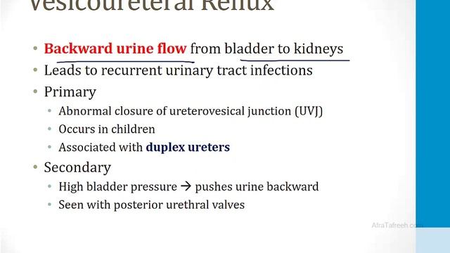 Почки USMLE - 1. Эмбриология, анатомия и физиология почек - 1.Эмбриология почек (Boards and Beyond)
