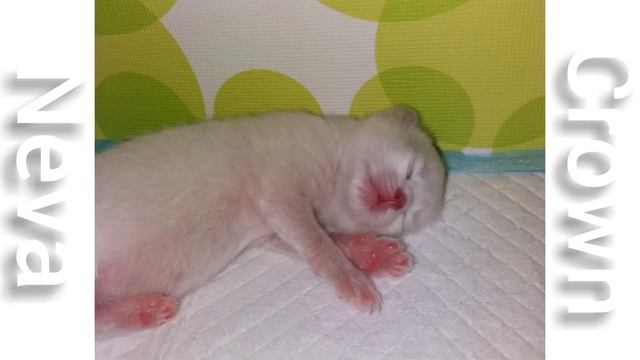 Невские маскарадные РОЖДЕНИЕ) смотреть онлайн