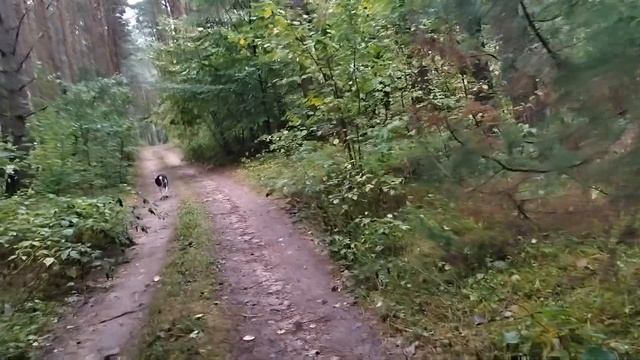 Курица учит цыплят к насесту.