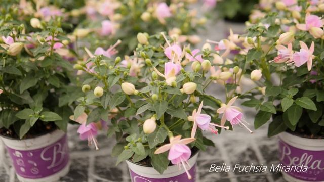 Bella Fuchsia Miranda - Garden Plants with Flowers all Summer long смотреть онлайн