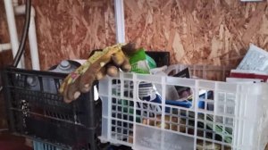 Как вносим подкормки для огурчиков через капельный полив!!