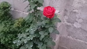 Цветение осенних роз 14.09.2024г