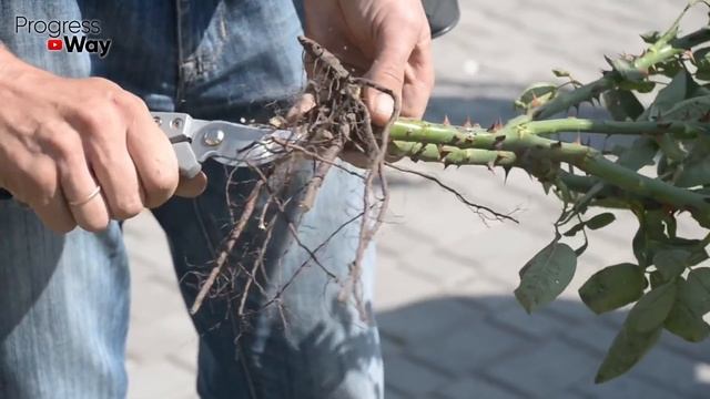 Мои Черенки Укореняются За 2 Дня. Достойный Заменитель Корневина