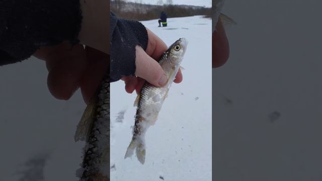 РЫБАЛКА на МОРМЫШКУ 🐟 ПЕРВЫЙ ЛЁД 🎣🌊🐟🎣🐟🌊🐟🌅