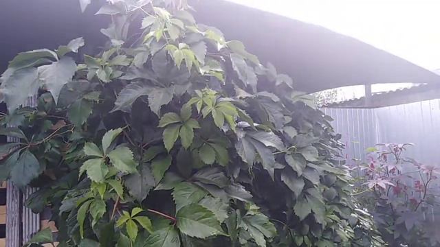 Домашнее видио. Нашей дачи больше нет. Продали... смотреть онлайн