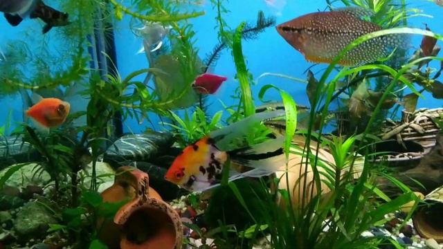 RELAX. Аквариумные рыбки. Музыка. смотреть онлайн