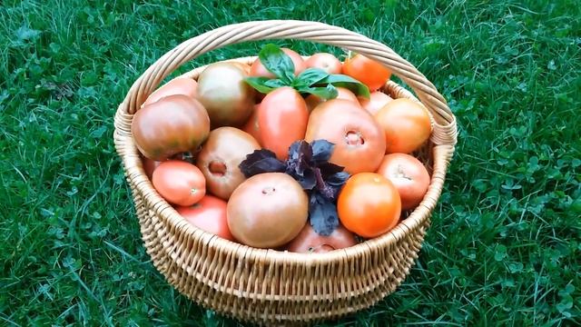 Собираем урожай #1 /Мартина дача смотреть онлайн