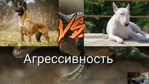 Бультерьер против Малинуа VERSUS