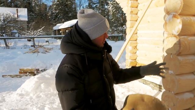Монтаж усадьбы из оцилиндрованного бревна. Что такое плотность древесины?! Строим правильно! смотреть онлайн