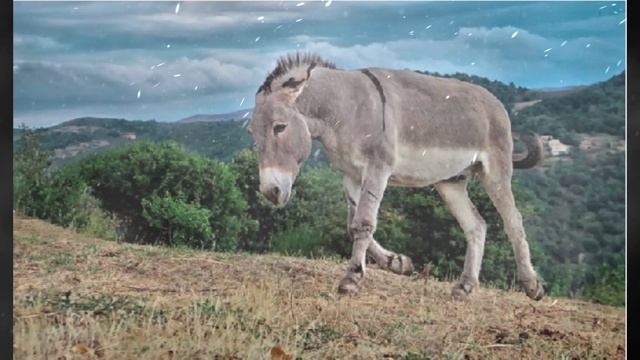 Притча про осла. 13 подкаст из серии - Легенды древности. История древнего Китая