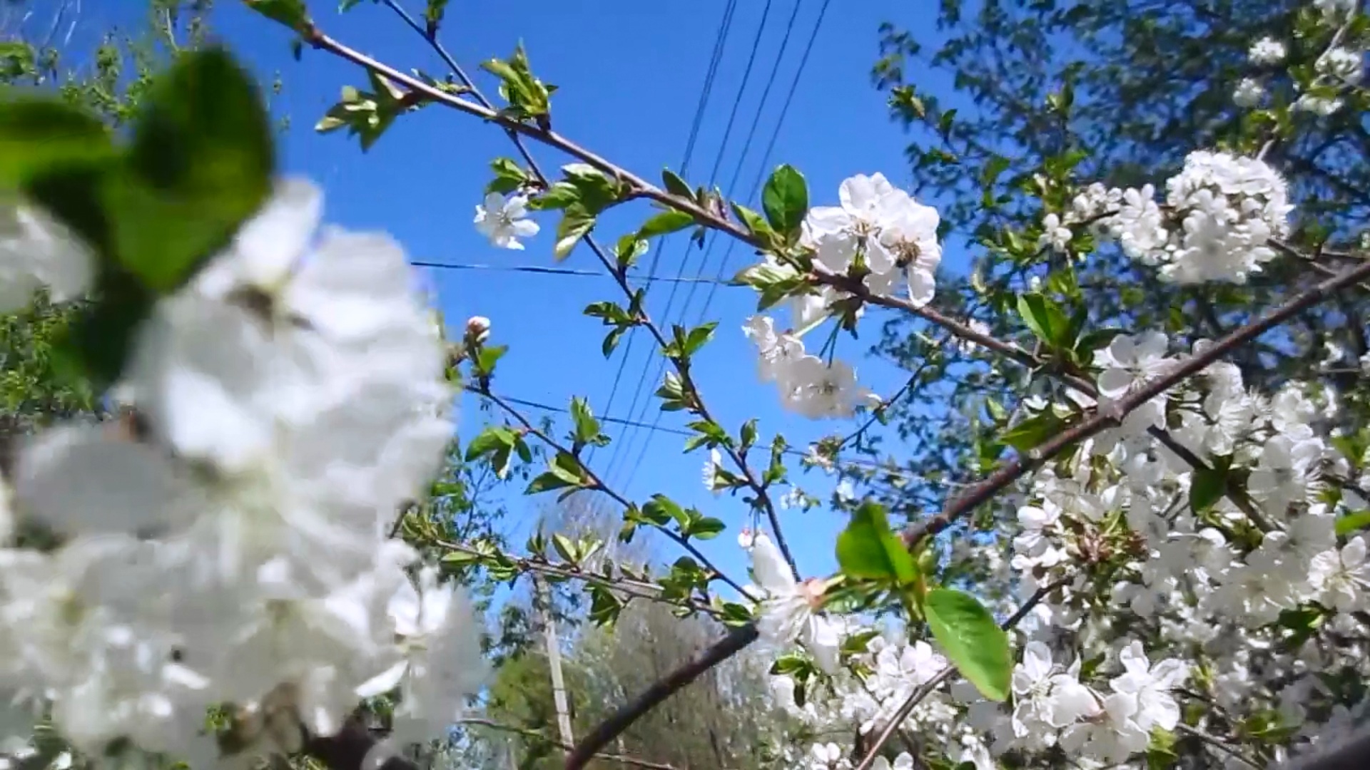 Песня цветущий май. Цветущие сады Владивосток. Цветущая Молдавия весной. Цветущие сады видео. Расцветали яблони и груши.