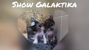 ✂️🐩Как красиво сделать голову китайской хохлатой 🐩✂️