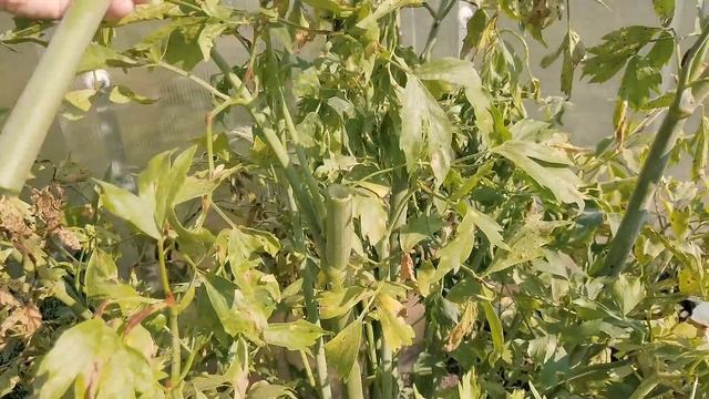 Любисток - пряность для любого блюда