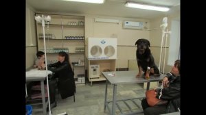 Ротвейлер Пуська пришел лечиться