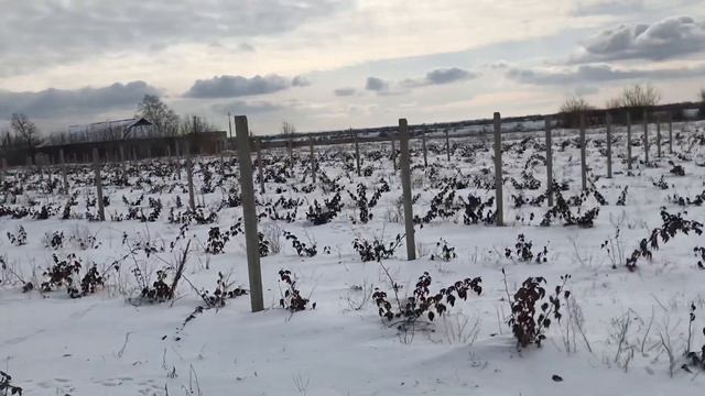 Удобряем ежевику сульфатом калия.