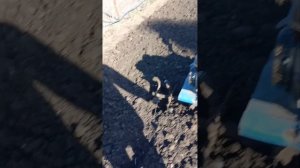 Как культивировать мотоблоком не оставляя следов от сошки.