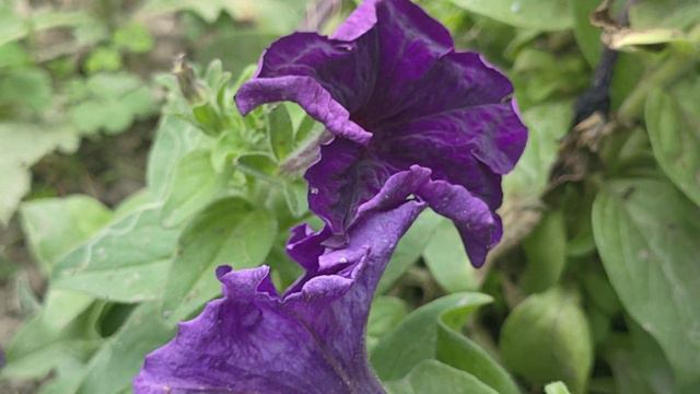Dreams midnight petunia смотреть онлайн