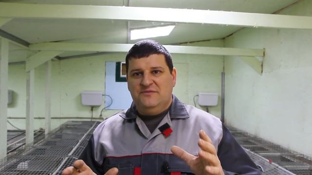 РАЗВЕДЕНИЕ И СОДЕРЖАНИЕ КРОЛИКОВ от А до Я в одном видео.