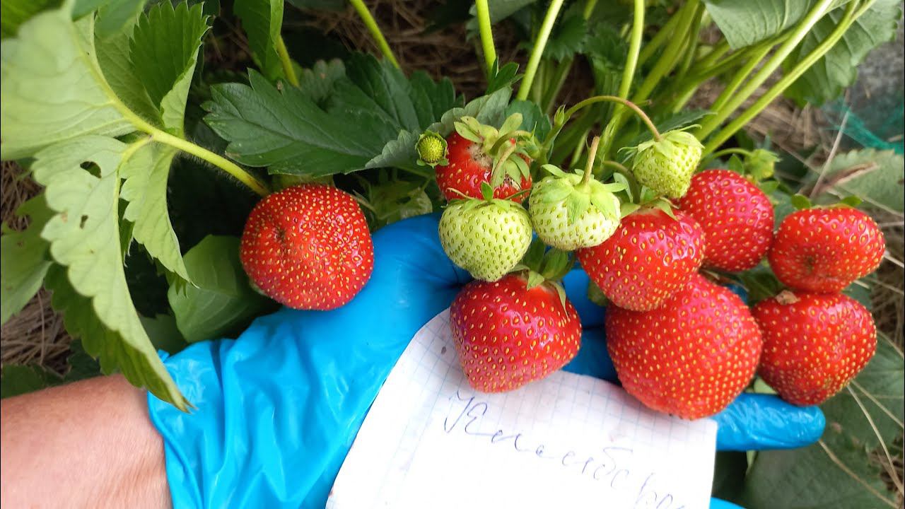 ОТ ВКУСА ЭТОЙ ЗЕМЛЯНИКИ Я ПРИШЛА В НЕОПИСУЕМЫЙ ВОСТОРГ смотреть онлайн