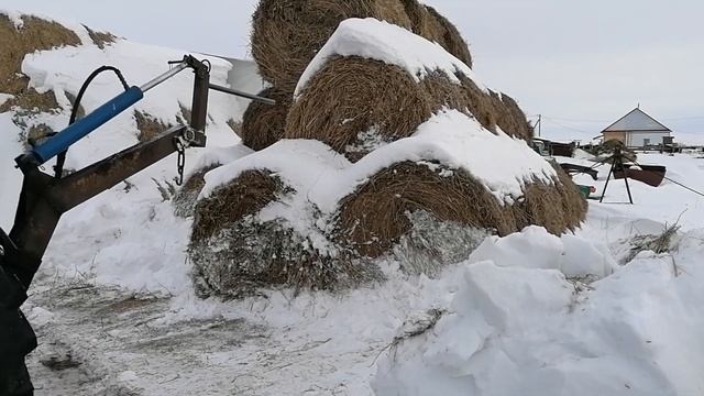 делаем подстилку для быков смотреть онлайн