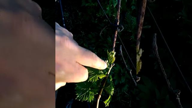 Виноград Аркадия на 24 мая 2023. смотреть онлайн