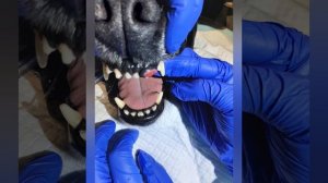 Клинический случай опухоли ротовой полости у собаки.