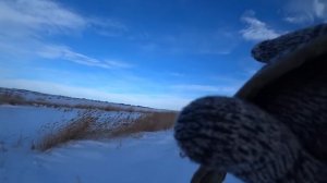 Охота на зайца русака, сезон 2022-2023 №152.
