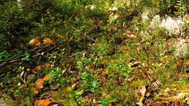 Звуки природы, пение птиц, Звуки Леса, для релаксации, сна,Relax смотреть онлайн