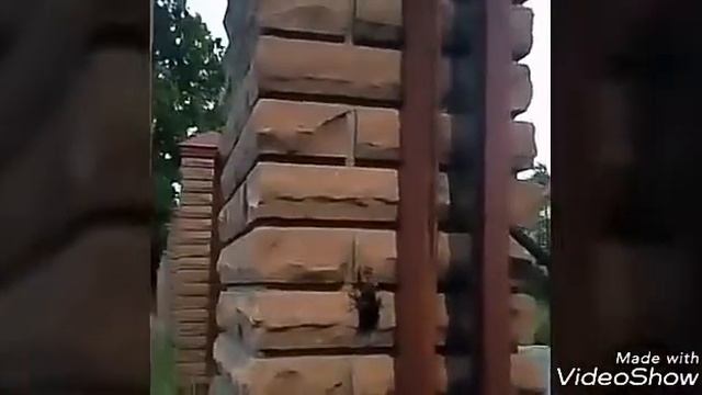 Самой большой жук ? в Европе. Жук-олень. смотреть онлайн