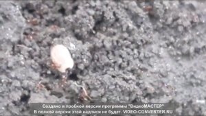 Клещ в логове муравьев, ржака!