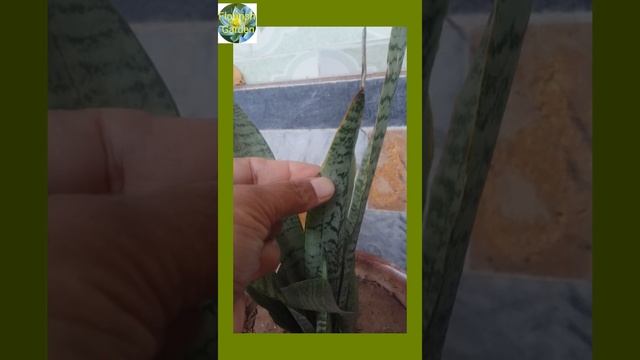 snake plant/sansevieria/dreceana trifasciata care and propagation смотреть онлайн