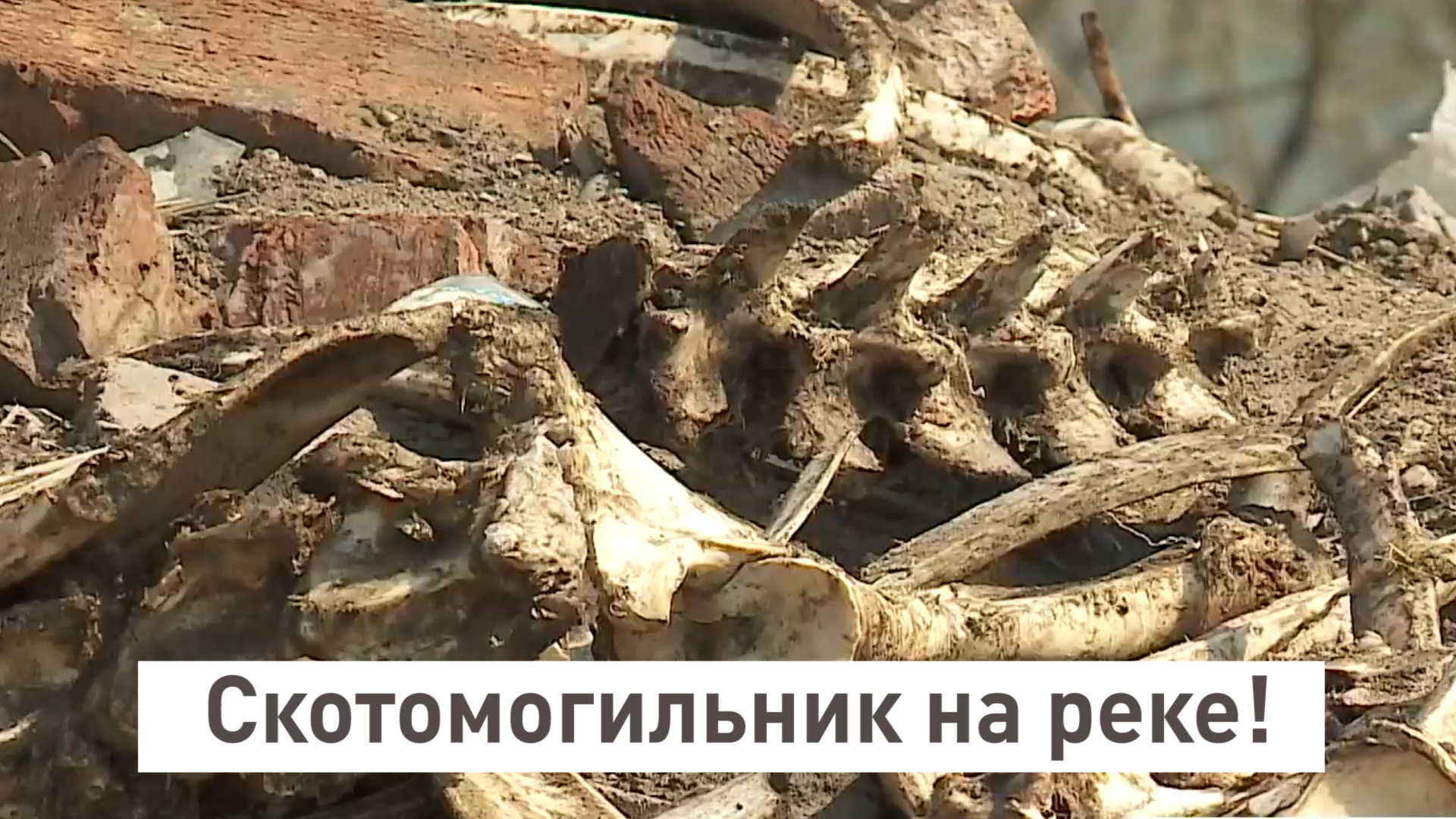 Скотомогильник телеграм канал
